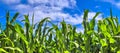 Beautiful panorama of agricultural crop and wheat fields on a sunny day in summer Royalty Free Stock Photo