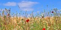 Beautiful panorama of agricultural crop and wheat fields on a sunny day in summer Royalty Free Stock Photo