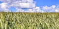 Beautiful panorama of agricultural crop and wheat fields on a sunny day in summer Royalty Free Stock Photo