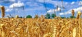 Beautiful panorama of agricultural crop and wheat fields on a sunny day in summer Royalty Free Stock Photo