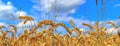 Beautiful panorama of agricultural crop and wheat fields on a sunny day in summer Royalty Free Stock Photo