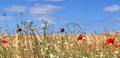 Beautiful panorama of agricultural crop and wheat fields on a sunny day in summer Royalty Free Stock Photo