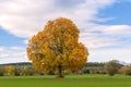 beautiful panorama of an autum landscape in germany with a large golden tree