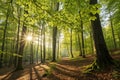 Beech Forest Panorama with Sun Rays Royalty Free Stock Photo