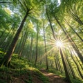 Beech Forest Panorama with Sun Rays Royalty Free Stock Photo