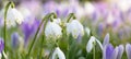 Beautiful panorama of blooming spring meadow landscape, with spring knot flowers Leucojum vernum, snowdrop Galanthus nivalis