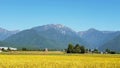 beautiful panorama blue mountain with yellow rice field and light blue sky and fantastic nature Royalty Free Stock Photo