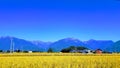 beautiful panorama blue mountain with yellow rice field and light blue sky and fantastic nature Royalty Free Stock Photo
