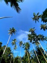 Beautiful panorama of coconuts tree with blu Sky background