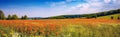 panorama with field meadow with blooming spring flowers against blue sky in summer. Generative AI illustration