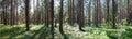 Beautiful panorama of the forest in summer. Pine forest.