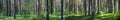 Beautiful panorama of the forest in summer. Pine forest. Royalty Free Stock Photo