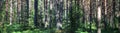 Beautiful panorama of the forest in summer. Pine forest. Royalty Free Stock Photo