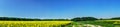 Beautiful panorama of golden rapefield and blue sky. Royalty Free Stock Photo