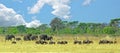 Beautiful panorama of a herd of elephants and wildebeest grazing on the african plains in Hwange National park, Zimbabwe