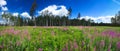 Beautiful panorama of large format, summer landscape with forest and lilac flowers, large-format printing