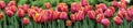 Beautiful panorama of a lush flower bed of red tulips. Spring natural background of a field of tulips Royalty Free Stock Photo