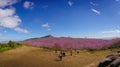 Beautiful panorama of Phu Lom Lo mountains is famous place and travel destination of Wild Himalayan, Cherry pink blossom Sakura