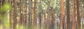Beautiful panorama of a pine forest Royalty Free Stock Photo