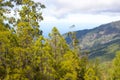 Beautiful panorama of pine forest with sunny summer day. Coniferous trees. Sustainable ecosystem. Tenerife, Teide Royalty Free Stock Photo