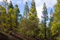 Beautiful panorama of pine forest with sunny summer day. Coniferous trees. Sustainable ecosystem. Tenerife, Teide Royalty Free Stock Photo