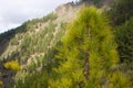 Beautiful panorama of pine forest with sunny summer day. Coniferous trees. Sustainable ecosystem. Tenerife, Teide Royalty Free Stock Photo