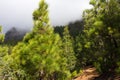 Beautiful panorama of pine forest with sunny summer day. Coniferous trees. Sustainable ecosystem. Tenerife, Teide Royalty Free Stock Photo