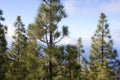 Beautiful panorama of pine forest with sunny summer day. Coniferous trees. Sustainable ecosystem. Tenerife, Teide Royalty Free Stock Photo