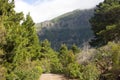 Beautiful panorama of pine forest with sunny summer day. Coniferous trees. Sustainable ecosystem. Tenerife, Teide Royalty Free Stock Photo