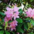 Beautiful panorama with pink summer rodendrons on the background of leaves. Rodendrons flaunt in a botanical garden Royalty Free Stock Photo