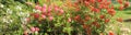 Beautiful panorama with red, pink and white summer rodendrons Royalty Free Stock Photo