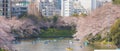 The beautiful panorama romantic scenery Sakura sightseeing Tokyo Japan