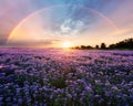 Beautiful panorama rural landscape with sunrise and blossoming meadow. purple flowers flowering on spring field, Phacelia