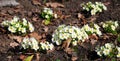 Beautiful panorama view on spring bloosom of Primula flowers Primula vulgaris