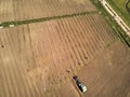 Beautiful panoramic aerial drone view to the Sandomierz Royal Castle - planting vines in the vineyard of St. Jakub - near the