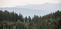 Beautiful panoramic coniferous forest.