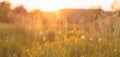 Beautiful panoramic flower meadow with sunlight countryside