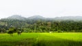 beautiful panoramic landscape with flooded paddy fields and mountain on background