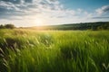 Beautiful panoramic natural landscape of a green field with grass against a blue sky with sun. Royalty Free Stock Photo