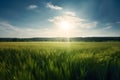 Beautiful panoramic natural landscape of a green field with grass against a blue sky with sun. Royalty Free Stock Photo