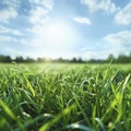 Beautiful panoramic view of a grassy field in the springtime with a blue sky and a blurry background of the sun, spring, summer Royalty Free Stock Photo