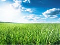 Beautiful panoramic natural landscape of green grass and blue sky