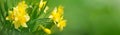 Beautiful Panoramic Spring background With Daffodils Flowers