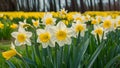 Beautiful panoramic spring background with daffodils flowers growing outdoors Royalty Free Stock Photo