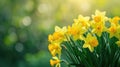 Beautiful panoramic spring nature background with daffodil flowers