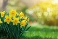 Beautiful panoramic spring nature background with daffodil flowers