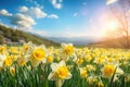 Beautiful panoramic spring nature background with daffodil flowers