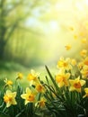 Beautiful panoramic spring nature background with daffodil flowers