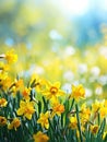 Beautiful panoramic spring nature background with daffodil flowers