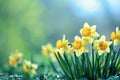 Beautiful panoramic spring nature background with daffodil flowers